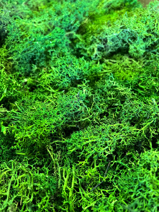 4-5kg Lichen en vrac CANOPY