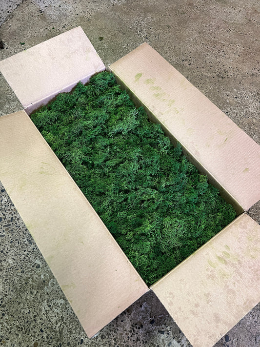 4-5kg Lichen en vrac CANOPY