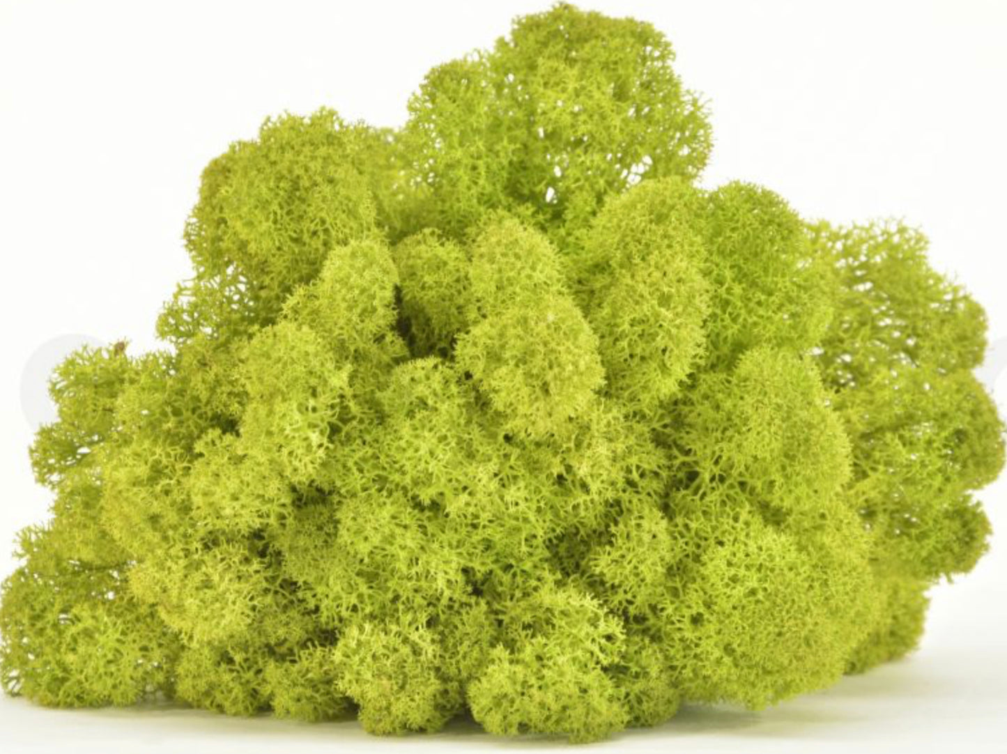 Cadre végétal stabilisé - Série 100% lichen (98cmx10cm)