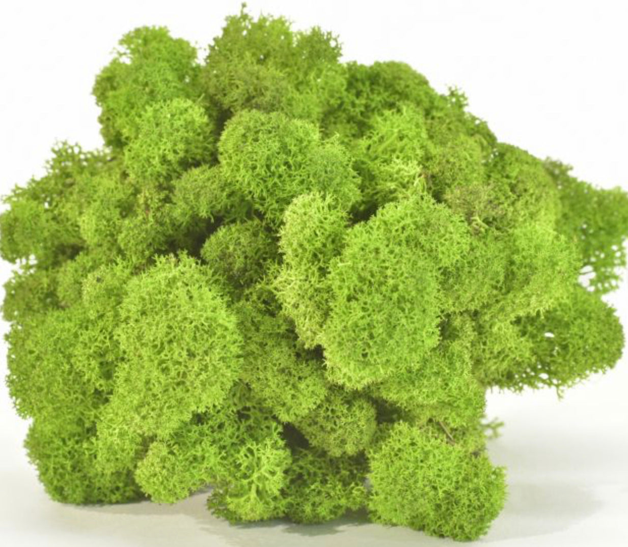 Cadre végétal stabilisé - Série 100% lichen (98cmx10cm)